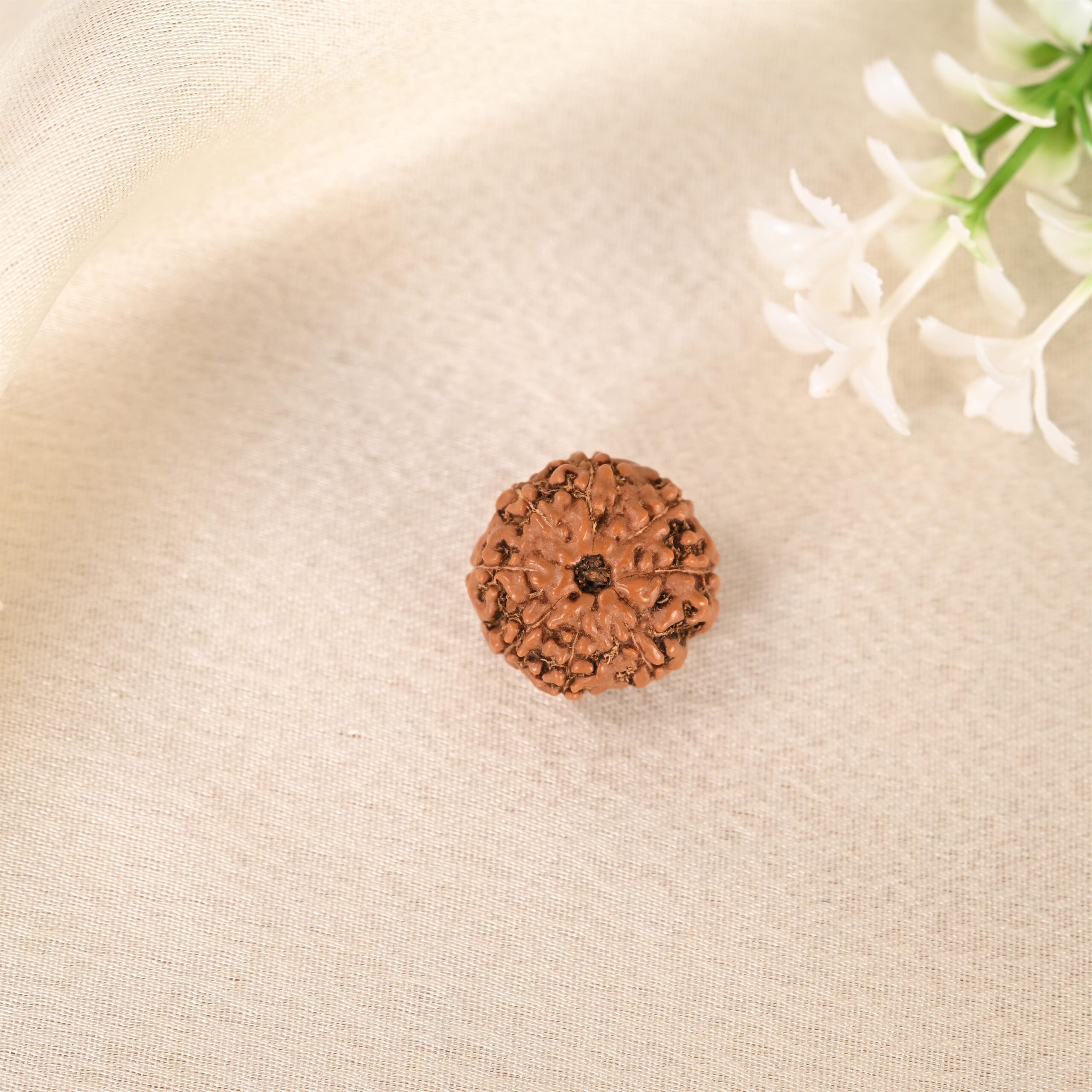 8 Face Rudraksha (Indonesian)